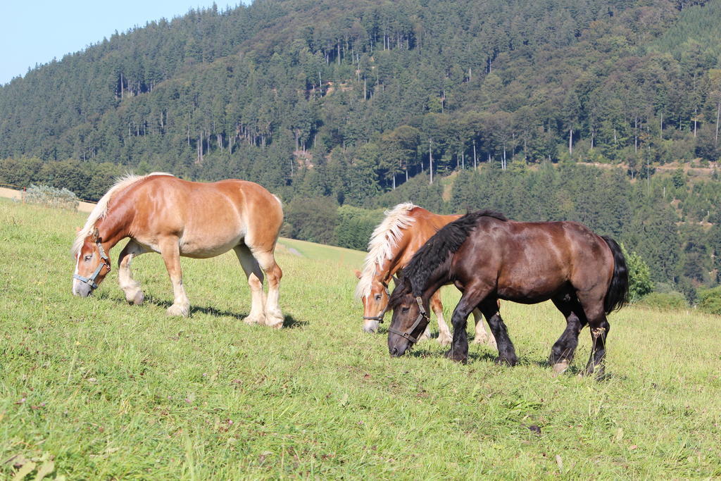 Ferienwohnung Emde Willingen  Exteriör bild